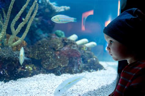 Aquarium Cap Blanc Ibiza: Discover the Secrets of the .